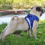 Dobbeltsidig ståltråd hundesele 2 i 1 trekkrep med håndtak, lengde: 10m, tilfeldig fargelevering