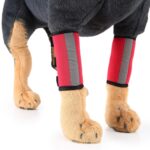 Dyre Knebeskytter for Hund Kirurgi Skade Beskyttelsesdeksel, Størrelse: M (Rød Refleksjon)