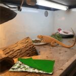 Gecko Kameleon Reptil Sovepose med Pute for Hamster Kjæledyr (Grønn)
