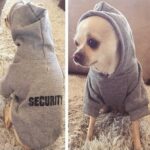 Høst Vinter Fleece Hette Teddy Katt Hund Genser Klær, Størrelse: M (Rosa Grønn)