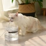 Katt- og hundevannbeholder med automatisk sirkulasjon, stille og lekker ikke strøm, spesifikasjon: US-plugg, stil: Gjennomsiktig farge
