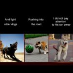Medium og Stor Hund Pet Sol + USB Lading LED Lys Halsbånd, Nakkeomkrets Størrelse: S, 35-40cm (Gul)