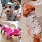 Pet Coral Fleece Kostyme Søte Chinchillaer Hund Varm Frakk, Størrelse:M (Rosa)