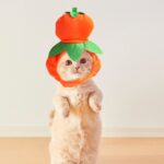 Pet Hat Hund Katt Kostyme Hodeplagg Gourd Hatt Hodeutstyr