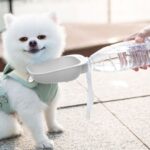Pet Square Bowl Drikkekopp til Katt Bærbar Følgesvenn Hundedrikke Fontene (Grå)