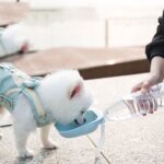 Pet Square Bowl Drikkekopp til Katt Bærbar Følgesvenn Hundedrikke Fontene (Grå)