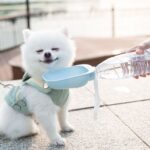 Pet Square Bowl Drikkekopp til Katt Bærbar Følgesvenn Hundedrikke Fontene (Grå)